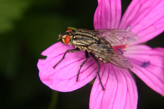 Blowfly (Calliphoridae) on a flower