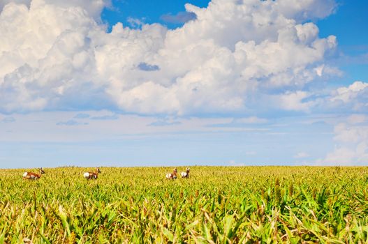 Pronghorn antelope running from a sorghum field where they have been grazing