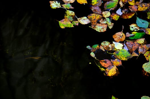 Birch autumn leaves floating in water