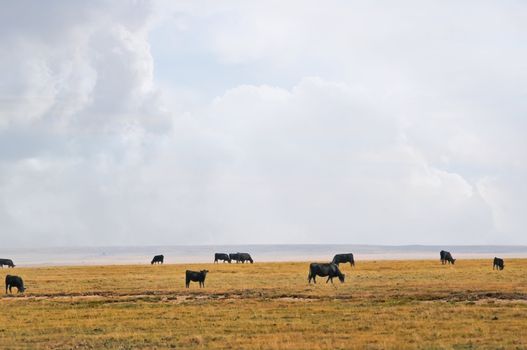 Cattle grazing on open range in eastern Colorado, USA under a large open sky.