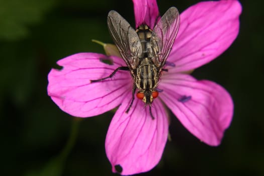 Blowfly (Calliphoridae) on a flower