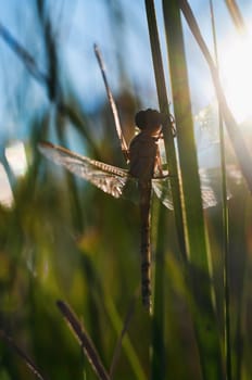 newly hatched dragonfly waits for the sun to warm its wings