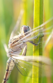 newly hatched dragonfly waits for the sun to warm its wings