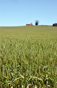 old house in the field of wheat in the countryside