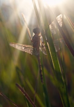 newly hatched dragonfly waits for the sun to warm its wings