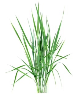 Bunch of ordinary freshness green grass on white background