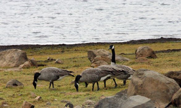 Canada Goose @ Clear Lake in Mount Hood National Forest, OR.