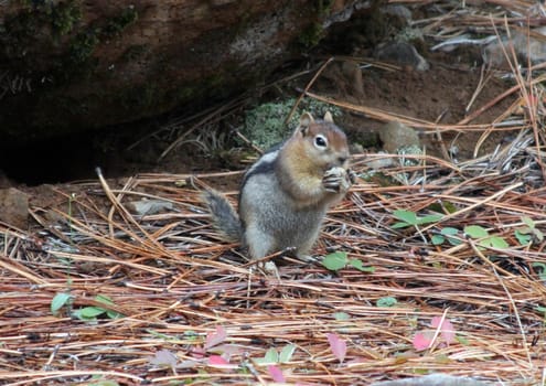 Golden Manteled Ground Squirrel.  Photo taken in Mount Hood National Forest, OR.