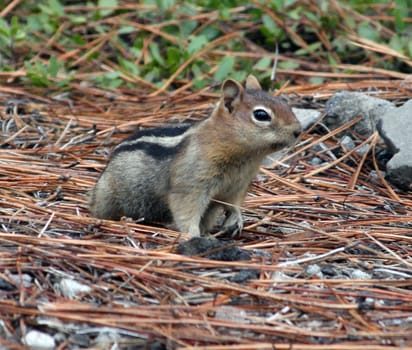 Golden Manteled Ground Squirrel.  Photo taken in Mount Hood National Forest, OR.