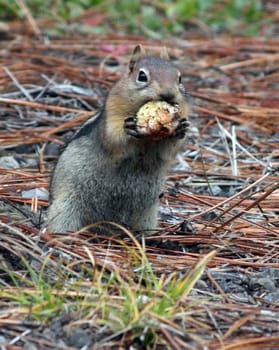 Golden Manteled Ground Squirrel.  Photo taken in Mount Hood National Forest, OR.