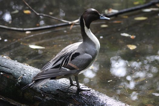 Northern Pintail Duck.  Photo taken at Oregon Zoo, Portland.