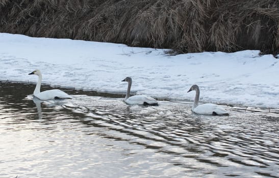 Tundra Swan.  Photo taken at Lower Klamath National Wildlife Refuge, CA.