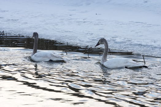 Tundra Swan.  Photo taken at Lower Klamath National Wildlife Refuge, CA.