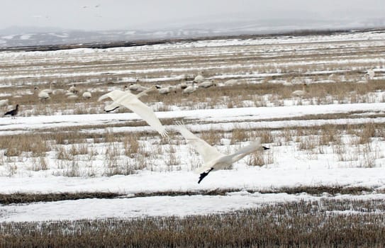 Tundra Swan.  Photo taken at Lower Klamath National Wildlife Refuge, CA.