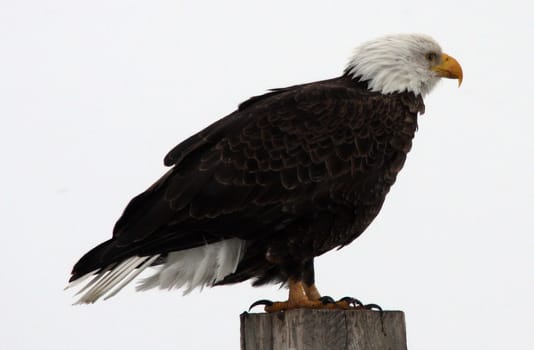 Bald Eagle.  Photo taken at Lower Klamath National Wildlife Refuge, CA.