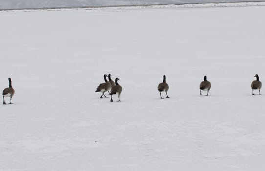 Canada Goose.  Photo taken at Lower Klamath National Wildlife Refuge, CA.