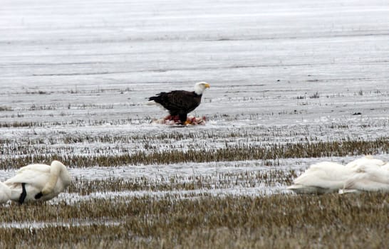 Bald Eagle.  Photo taken at Lower Klamath National Wildlife Refuge, CA.