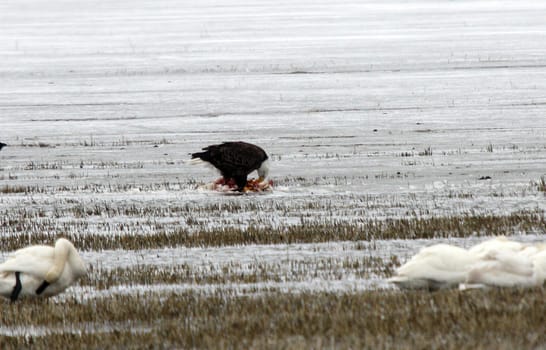 Bald Eagle.  Photo taken at Lower Klamath National Wildlife Refuge, CA.