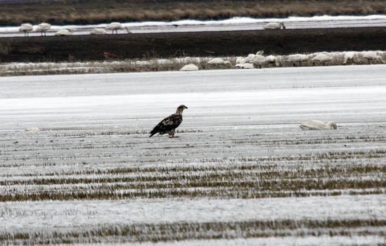 Bald Eagle.  Photo taken at Lower Klamath National Wildlife Refuge, CA.