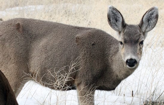 Mule Deer.  Photo taken at Lower Klamath National Wildlife Refuge, CA.