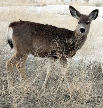 Mule Deer.  Photo taken at Lower Klamath National Wildlife Refuge, CA.