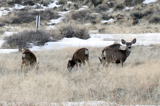 Mule Deer.  Photo taken at Lower Klamath National Wildlife Refuge, CA.