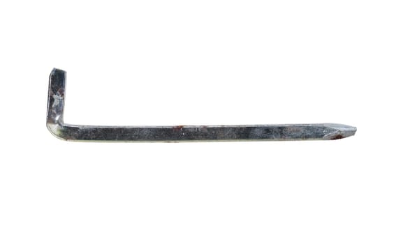 Detail of the holdfast on white bckground