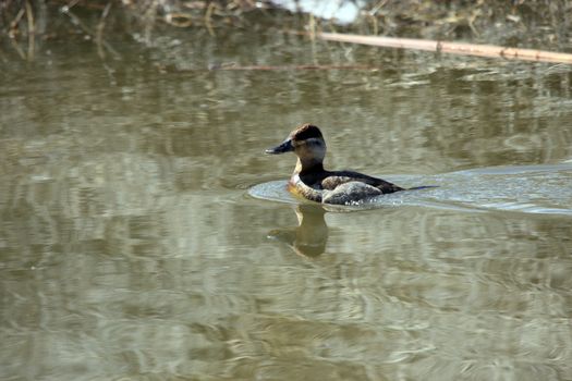 Ruddy Duck.  Photo taken at Lower Klamath National Wildlife Refuge, CA.