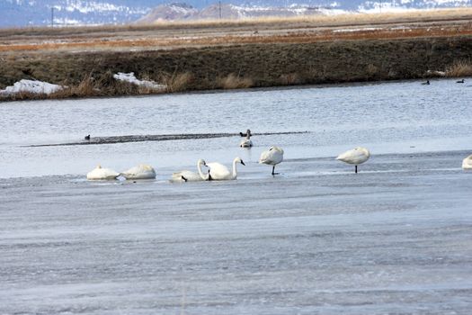 Tundra Swan.  Photo taken at Lower Klamath National Wildlife Refuge, CA.