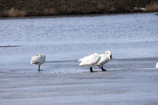 Tundra Swan.  Photo taken at Lower Klamath National Wildlife Refuge, CA.