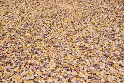 background image of fallen elm leaves in autumn or fall