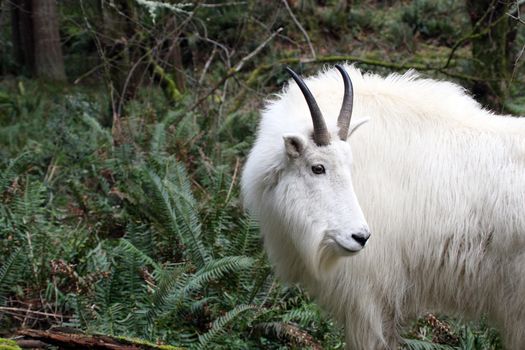 Mountain Goat.  Photo taken at Northwest Trek Wildlife Park, WA.