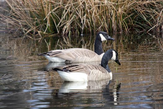 Canada Goose.  Photo taken at Northwest Trek Wildlife Park, WA.