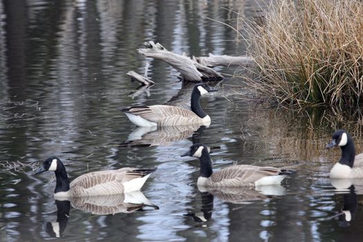 Canada Goose.  Photo taken at Northwest Trek Wildlife Park, WA.