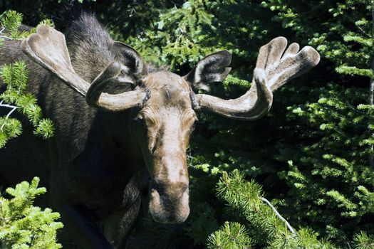 Moose in Glacier National Park, Montana.