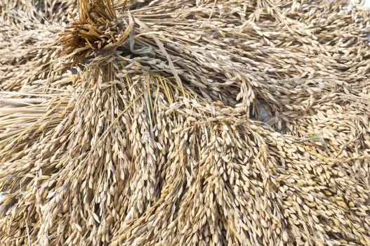 Asian rice is drying on a floor after harvesting