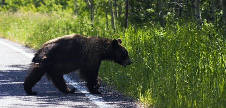 Bear in Glacier National Park in Montana.