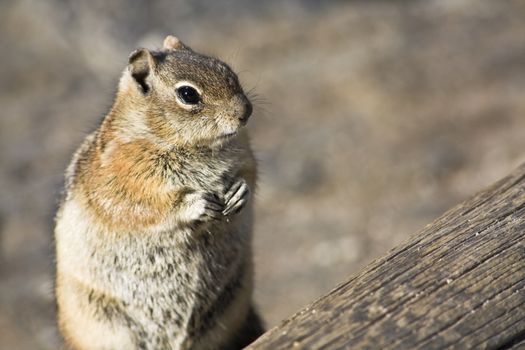 Chipmunk closeup - Rocky Mountain, National Park, Colorado.