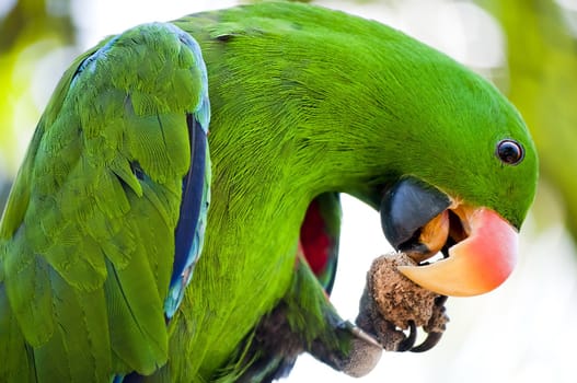 Green Macaw from indonesia is eating his meal