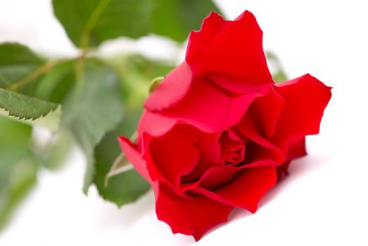 Red rose isolated on white