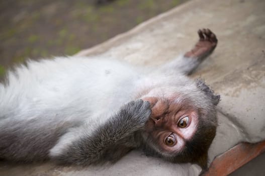 Macaque baby is relaxing on a temple stone in Monkey temple Indonesia