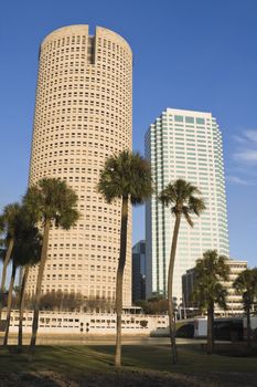 Palms and skyscrapers in Tampa