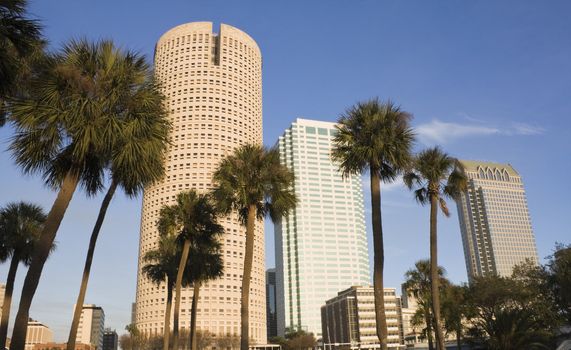 Palms and skyscrapers in Florida