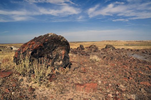 Petrified Forest National Park - Arizona.