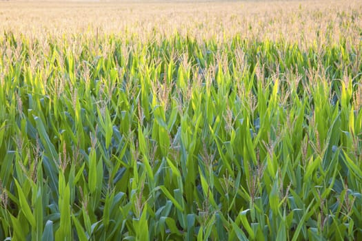Corn Field seen backlighted - end of summer.