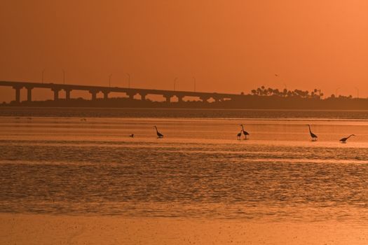 Birds and Bridge - St. Petersburg area