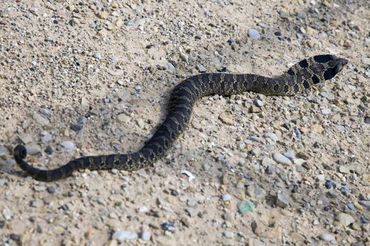 Bullsnake met on the gravel