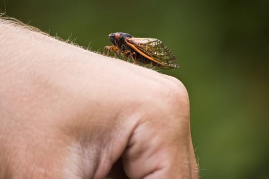 Cicada walking on hand - Chicago 2007.