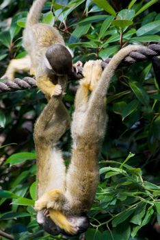 little cute monkeys playing on a tree in zoo