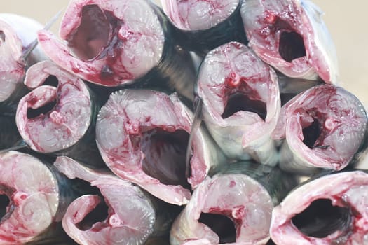 mackerel